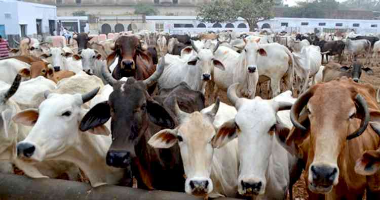 Vet suspended over letter regarding DM's cow in UP