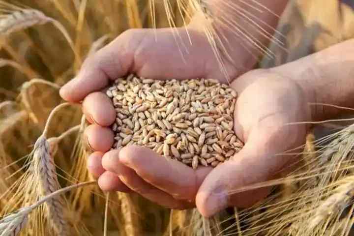 Ukraine crisis threatens 2023 grain harvest, says top FAO economist