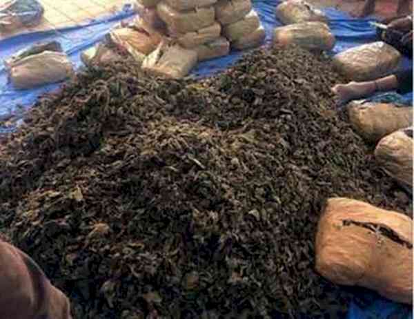 64kg ganja seized in Gurugram, two held