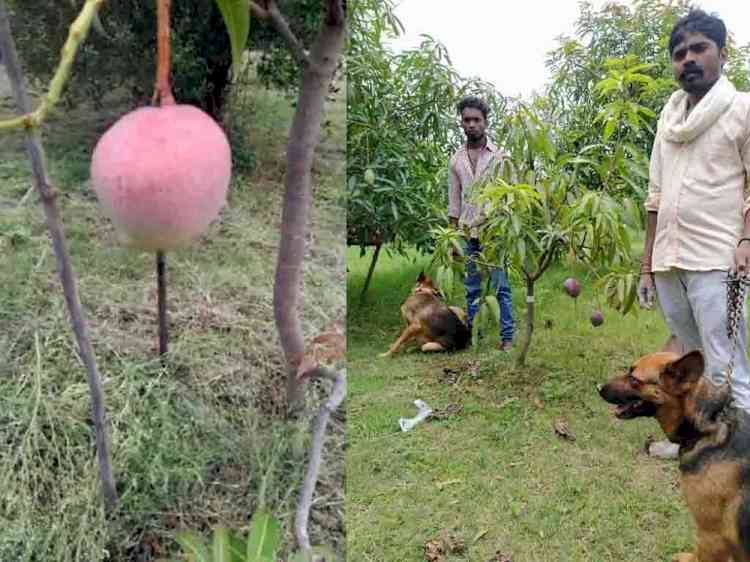 Mangoes worth Rs 2.5 lakh per kg being grown in Jabalpur