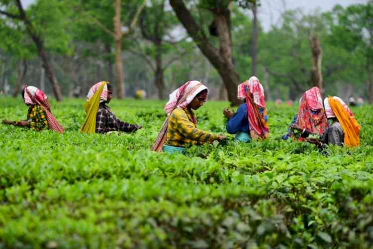 Doloo tea estate in Assam announces lockout with immediate effect