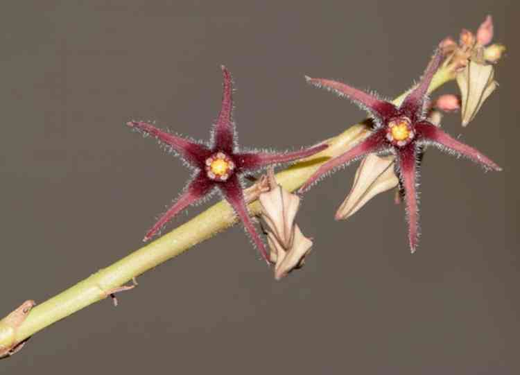 Presumed extinct plant species rediscovered after 188 years in Himachal