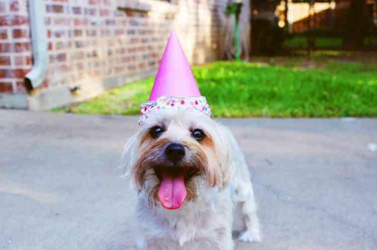 'Pawsome' ways to celebrate your dog's birthday