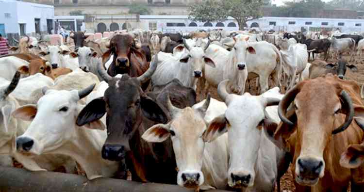 No cow slaughtering on Bakrid: K'taka govt