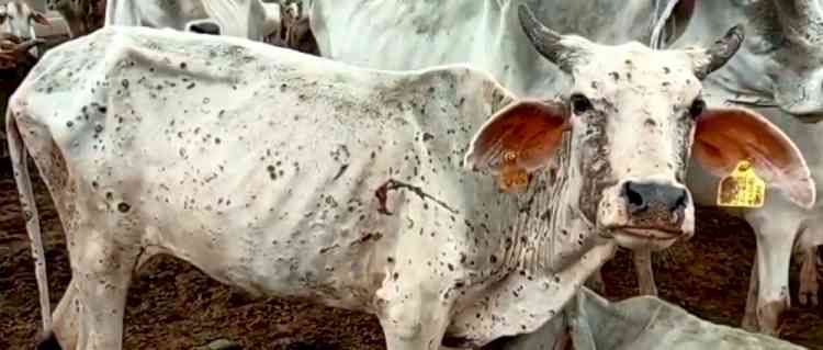 Lumpy virus kills 977 cattle in Gujarat, 30K affected