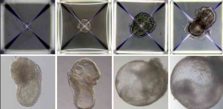 Scientists create first synthetic embryos in lab without sperm or eggs