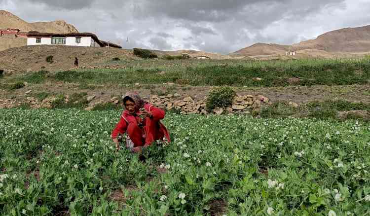 Natural farming spreads roots in world's highest village in Himachal