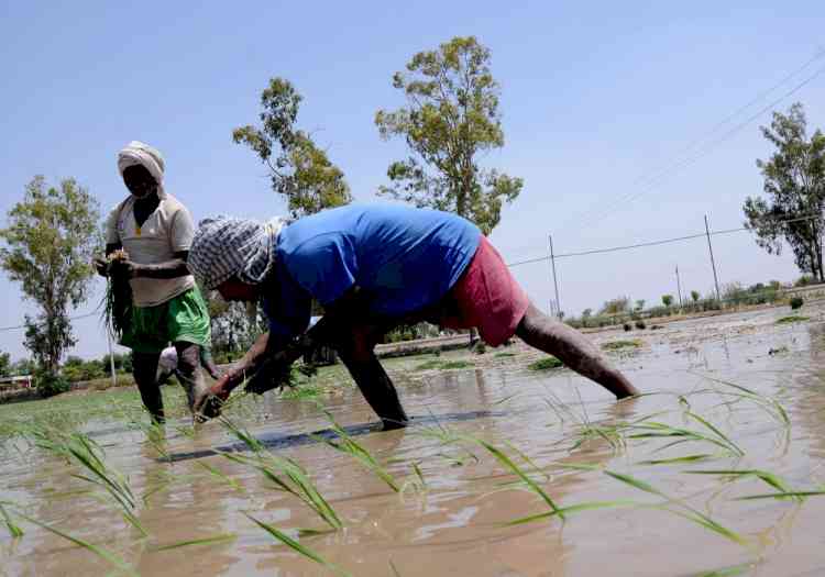 Punjab's incentives for water-efficient paddy find few takers