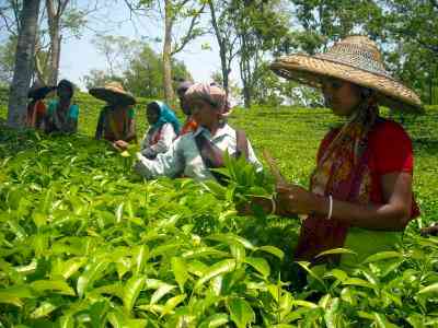 Assam Orthodox tea fetches Rs 22K a kg at Kolkata auction market