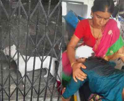 Gurugram: Woman's condition critical after Pitbull attack