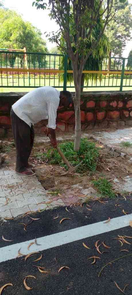 Interlocking tiles around trees removed from colonies under LIT