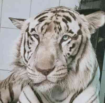 White tiger in Lucknow zoo to get companion from Chennai