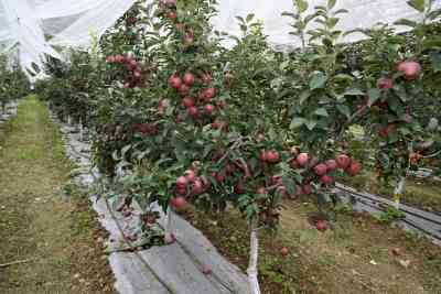 Women farmers in Himachal launch company for marketing chemical-free produce