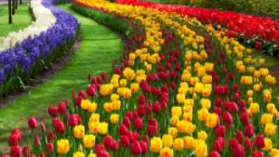 The mesmerizing Tulip Garden in Uttarakhand's Munisyari