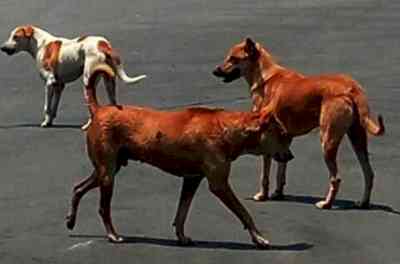 If stray dogs attack people, those who feed them could be held liable: SC