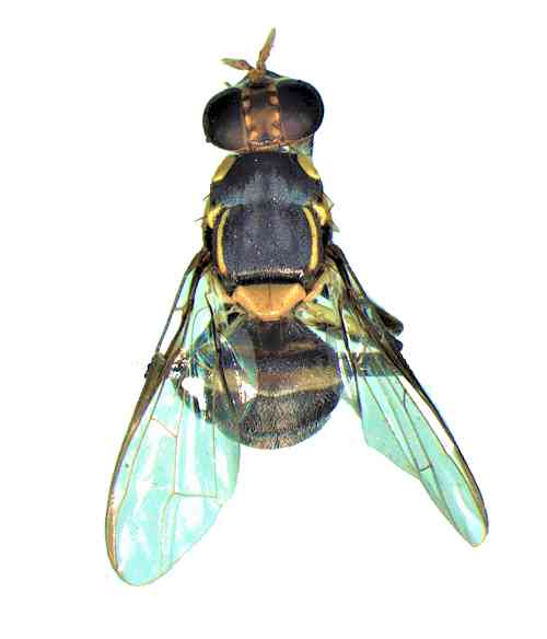 Nauni varsity researchers discover new fruit fly species in Himachal Pradesh