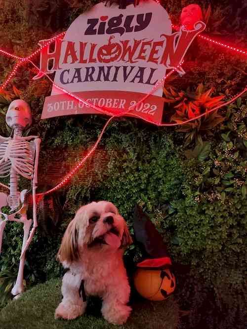 Zigly’s Halloween Carnival returns, levels up spooky fun for paw buddies at its Delhi NCR stores