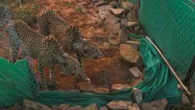 Two cheetahs at MP's Kuno released into larger enclosure, PM Modi shares video