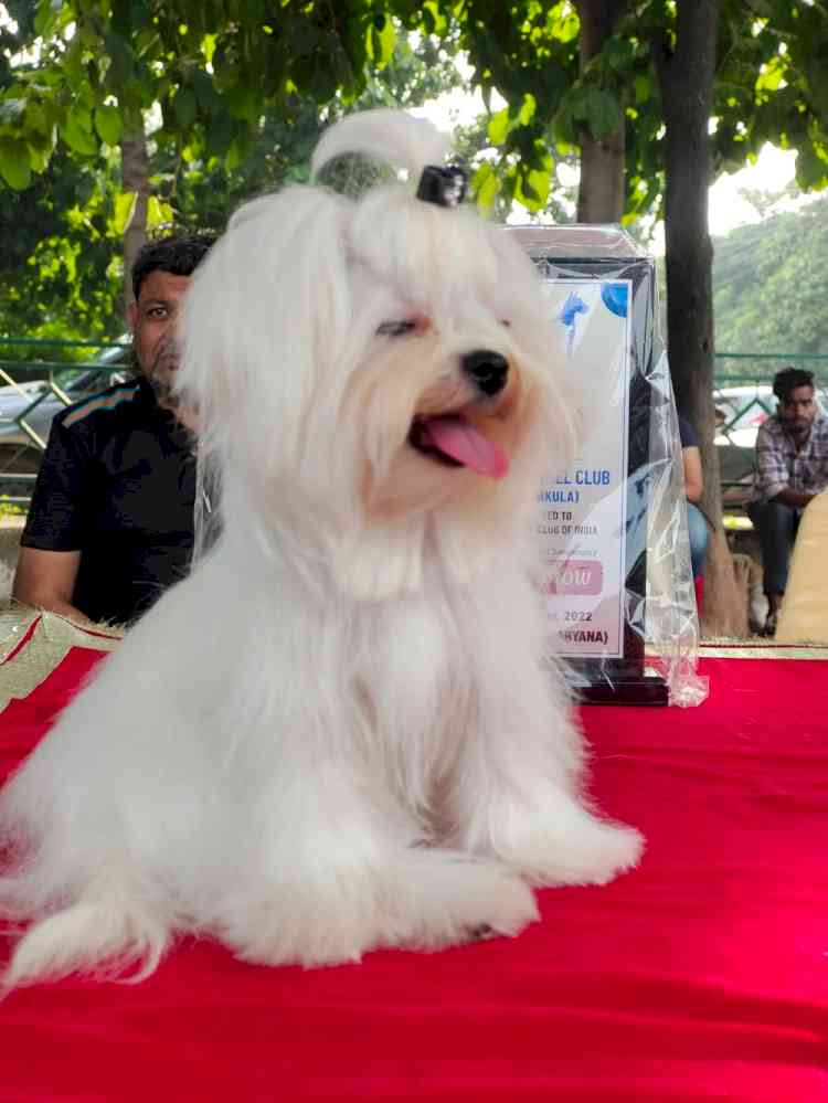 Royal Kennel Club’s Dog Show concludes