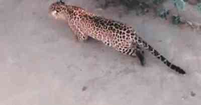 Leopard kills 7 goats in Kerala's Wayanad, people block roads