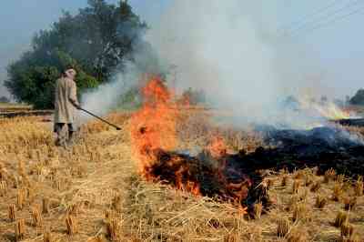 NASA report: Haryana sees sharp dip in stubble burning, as Punjab struggles