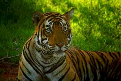 Sunderbans might have additional notified core areas for tigers soon