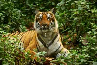 World Wildlife Conference opens in Panama