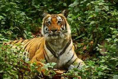 World Wildlife Conference opens in Panama