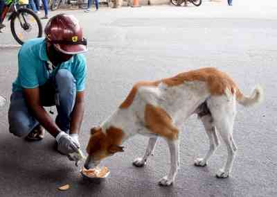 SC stays Bombay HC observation that those who feed stray dogs must adopt them