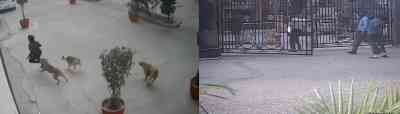 Stray dogs attack 11-year-old in Ghaziabad, incident recorded in CCTV