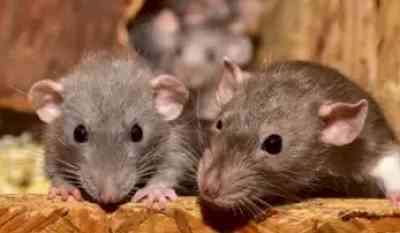 UP Police claim: 'Rats ate up 581 kg marijuana'