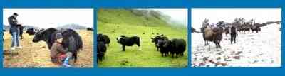 Himalayan Yak gets FSSAI tag, to boost bovine economy