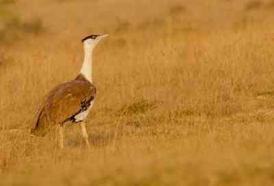 Can there be a 'Project Great Indian Bustard' to protect endangered species, SC to Centre