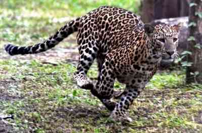 Shoot at sight order for man-eating leopard in K'taka