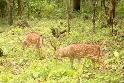 Bengal Safari Park: Forest dept to conduct probe into deer deaths