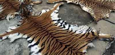 Odisha STF seizes tiger skin; one held