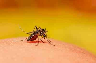 'Harmless' mosquito species now spreading malaria in Pakistan
