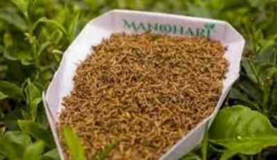 Assam's 'Manohari tea' sold at Rs 1.15L/kg