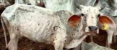 Animal Husbandry officials to brief Parl panel about lumpy skin disease