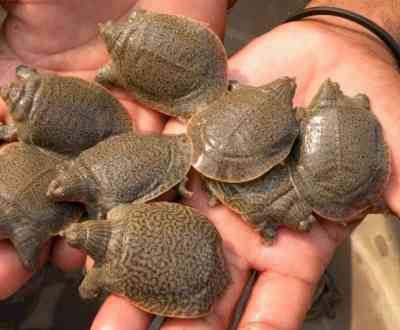 27 turtles seized at Bihar's Barauni station
