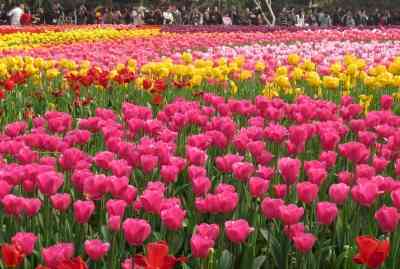 Lakhs of tulip buds to be planted in Delhi before G20 Summit