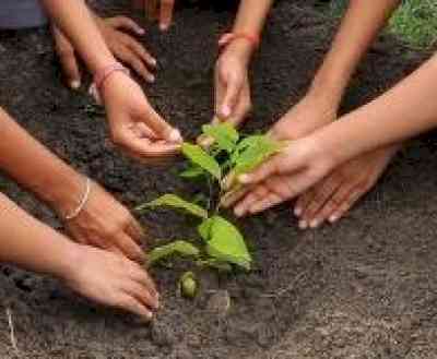 Punjab Forest Department plants 1.12 crore saplings