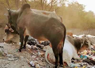 Two killed in separate bull attack incidents in Meerut