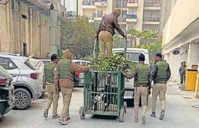 3 goats brought to lure leopard into trap in Greater Noida