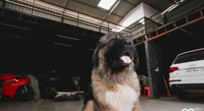 Bengaluru man buys Caucasian Shepherd dog for Rs 20 crore