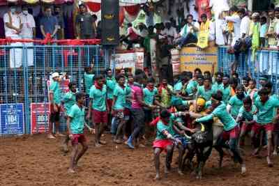 TN's first Jallikattu festival held in Pudukottai, 74 injured