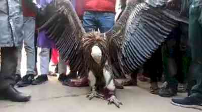 Rare Himalayan Griffon vulture found in UP
