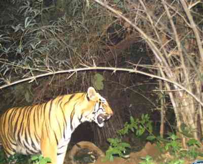 Two injured in tiger attack in Bihar's West Champaran