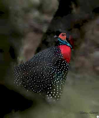 'Photography passion helps understanding western tragopan habitat in Himalayas'