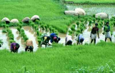 Punjab sets up panel for framing agricultural policy